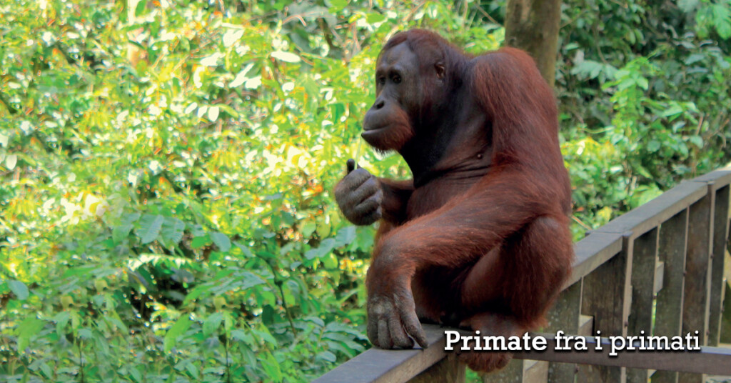 Primate fra i primati A ragion veduta